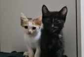 Kittens for adoption