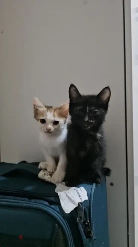 Kittens for adoption