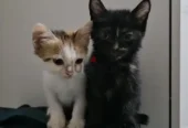 Kittens for adoption